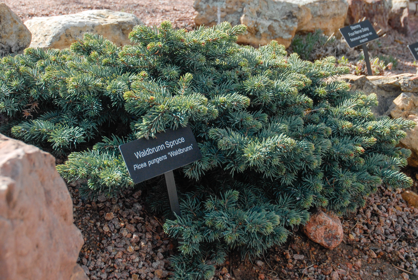 Waldbrunn Spruce